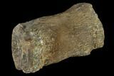 Fossil Theropod Caudal Vertebra - Aguja Formation, Texas #116830-3